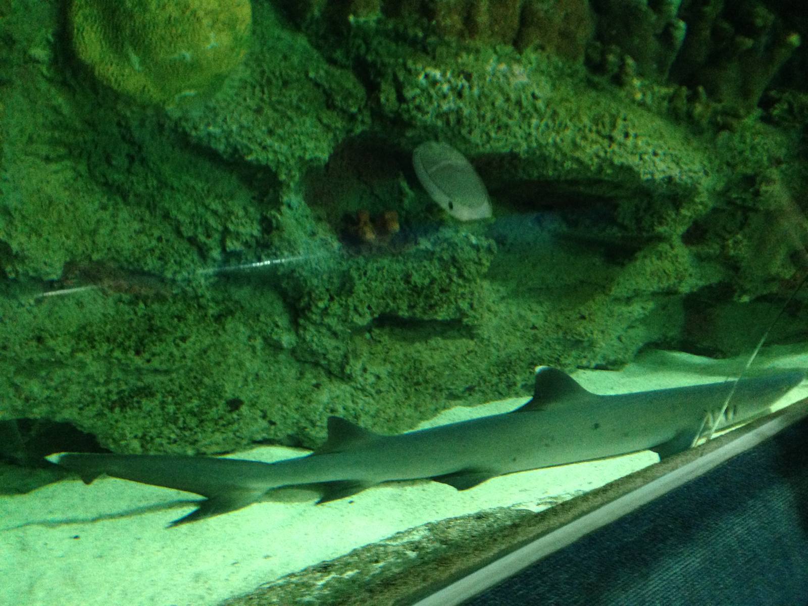 Whitetip Reef Shark at Blue Planet Aquarium - 05/10/2013