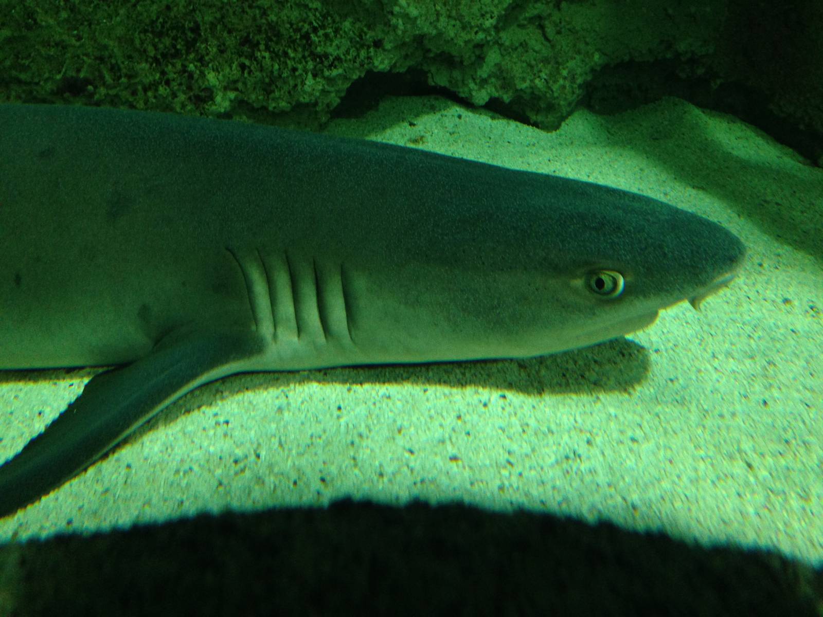 Whitetip Reef Shark at Blue Planet Aquarium - 05/10/2013