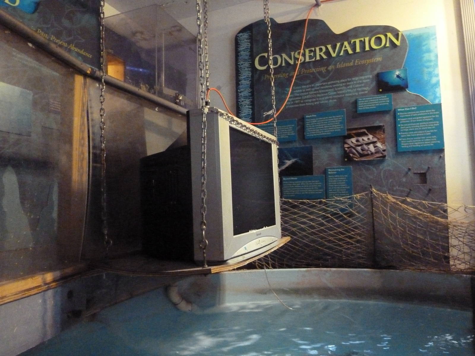 Whitetip Reef Shark Exhibit (complete with TV!)