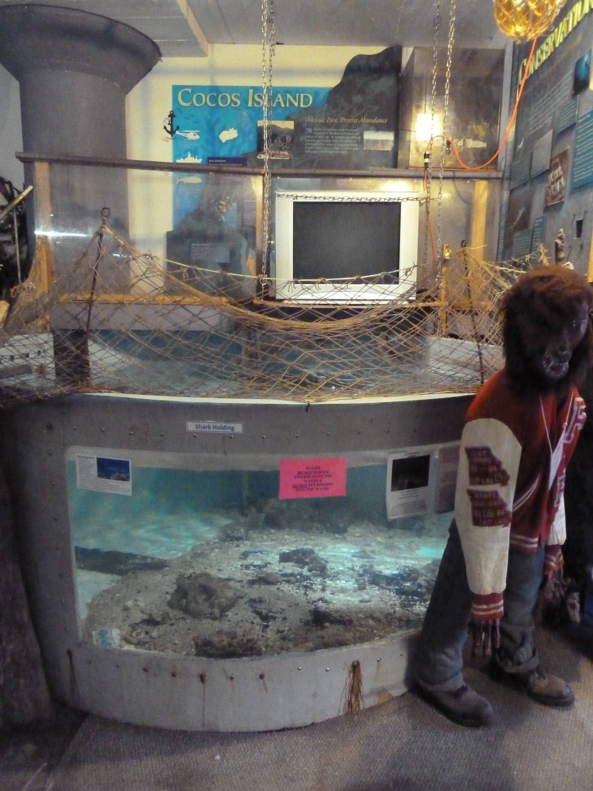 Whitetip Reef Shark Exhibit