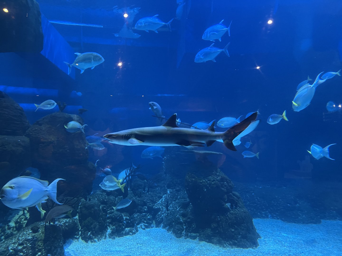 whitetip reef shark (triaenodon obesus) (1)