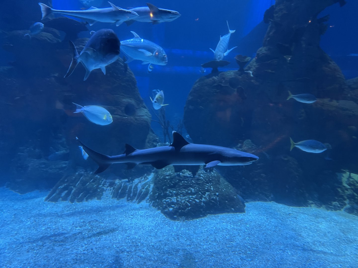 whitetip reef shark (triaenodon obesus) (2)