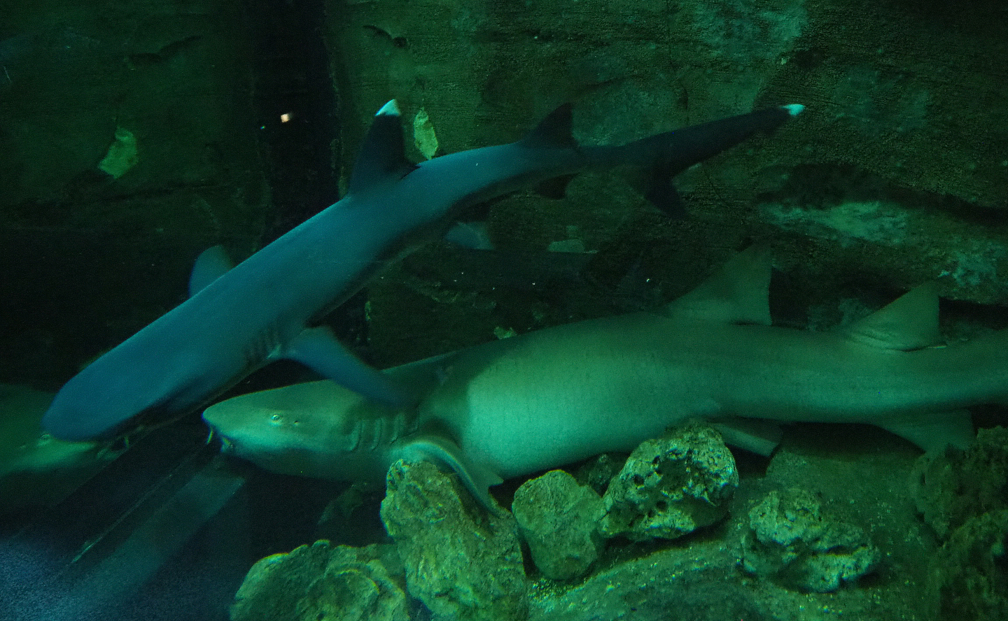 Whitetip reef shark (Triaenodon obesus) and Tawny nurse shark (Nebrius ferrugineus), 2020-09-03
