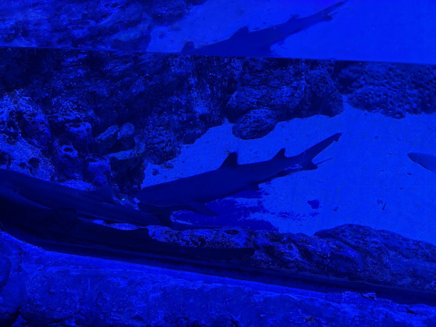 whitetip reef shark (triaenodon obesus) - BX Sea