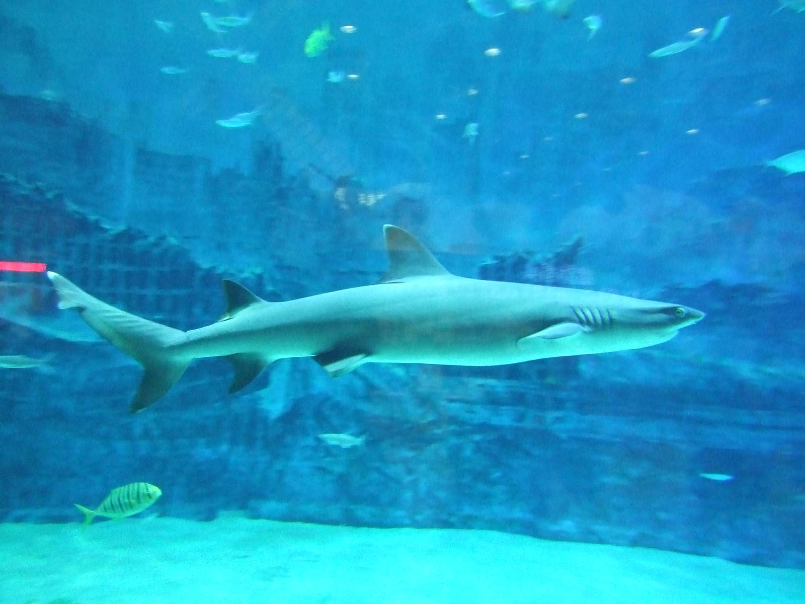whitetip reef shark (Triaenodon obesus)