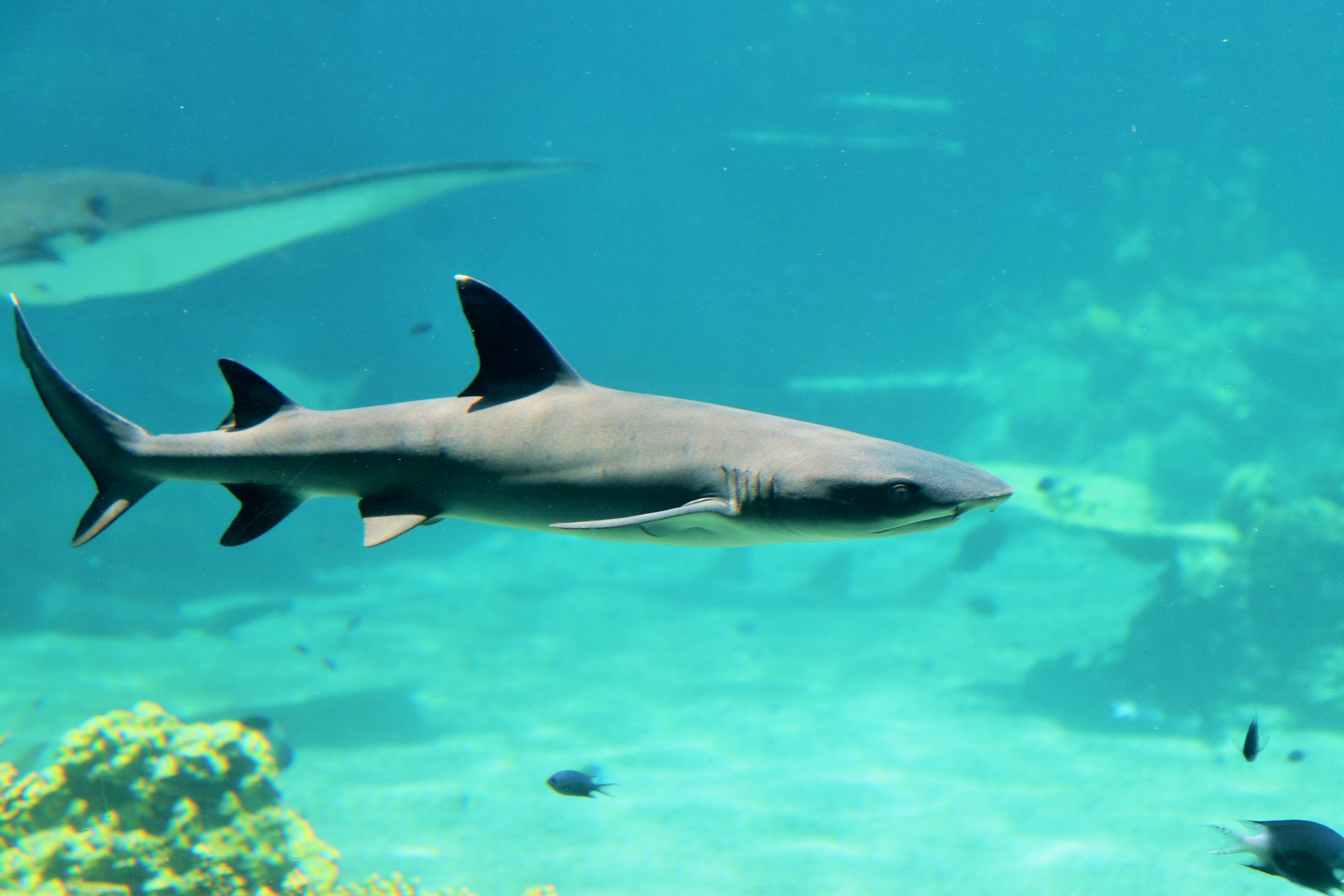 Whitetip Reef Shark (Triaenodon obesus)
