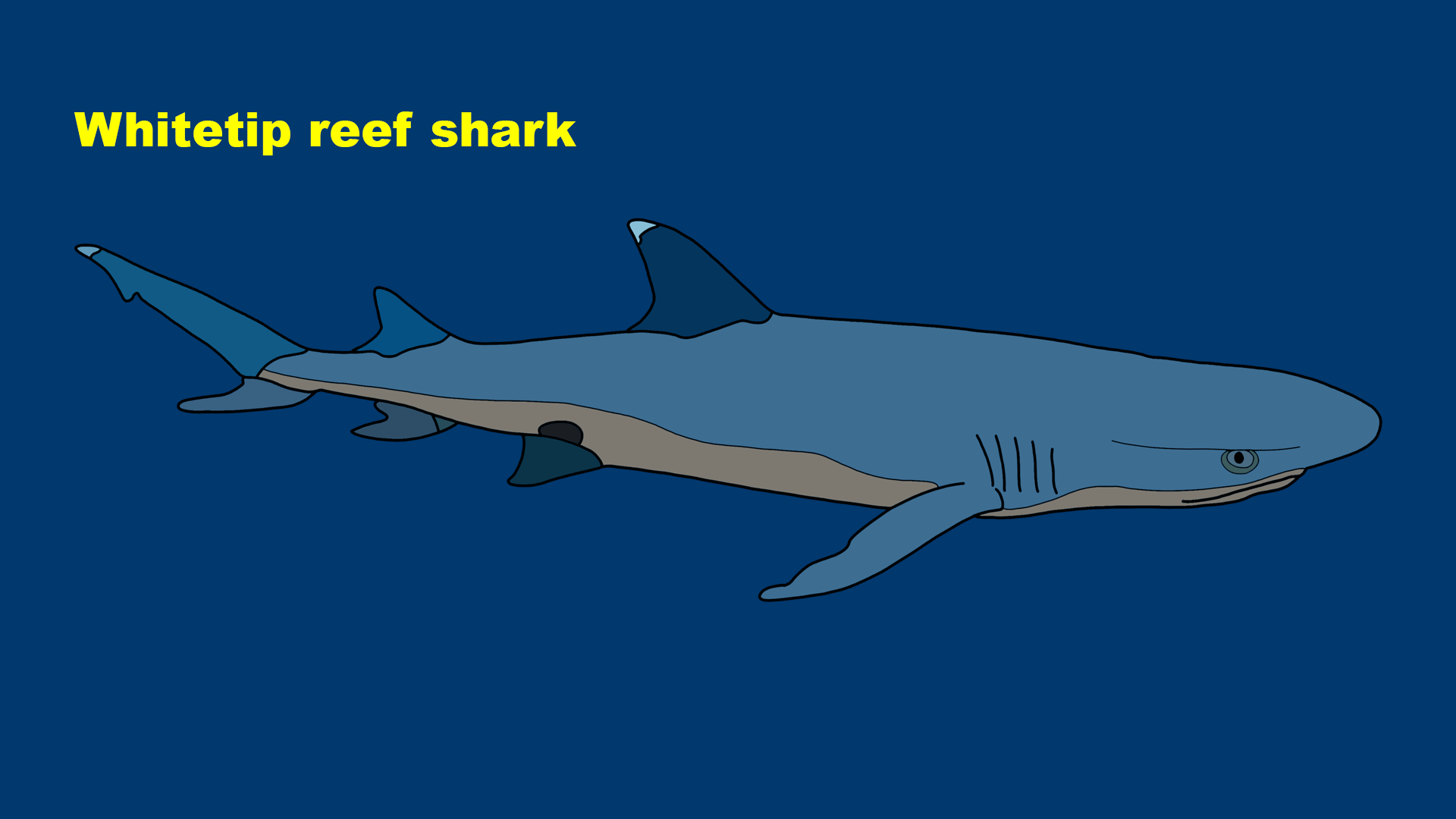 Whitetip reef shark (Triaenodon obesus)