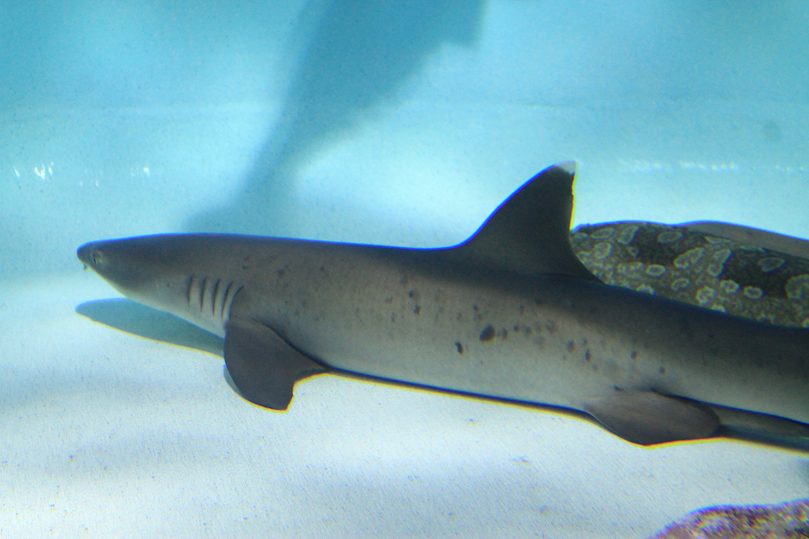 Whitetip Reef Shark (Triaenodon obesus)