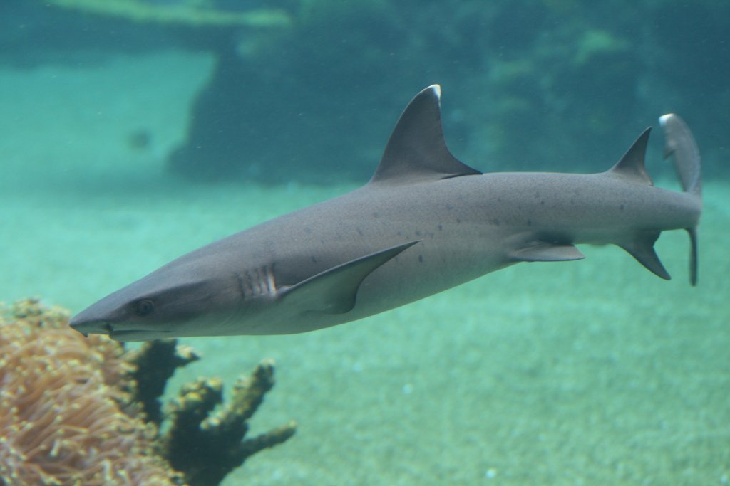 Whitetip Reef Shark