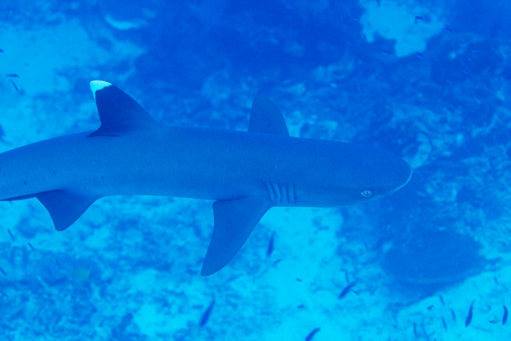 Whitetip Reef Shark