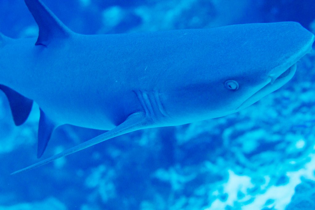 Whitetip Reef Shark