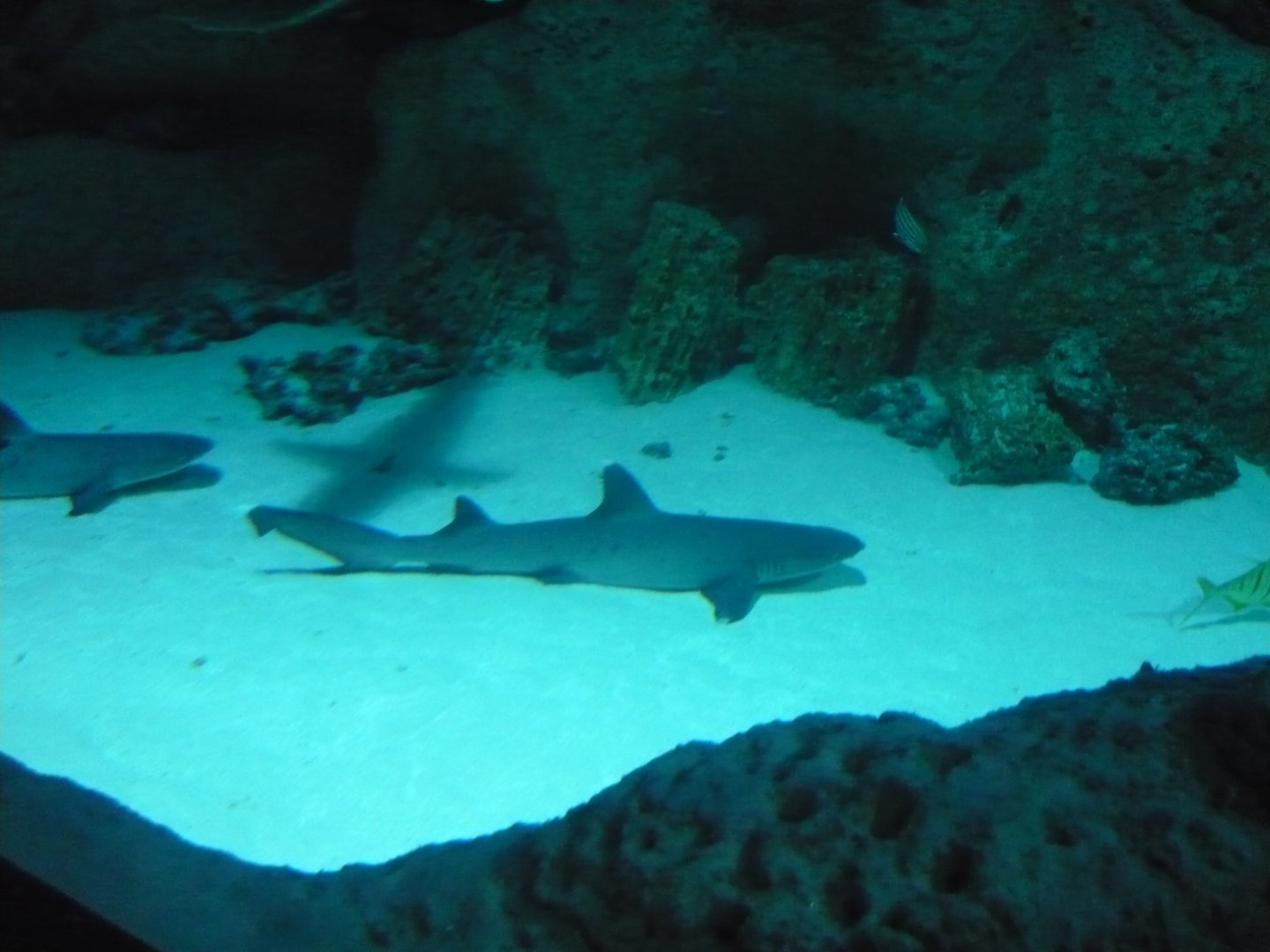 Whitetip reef shark