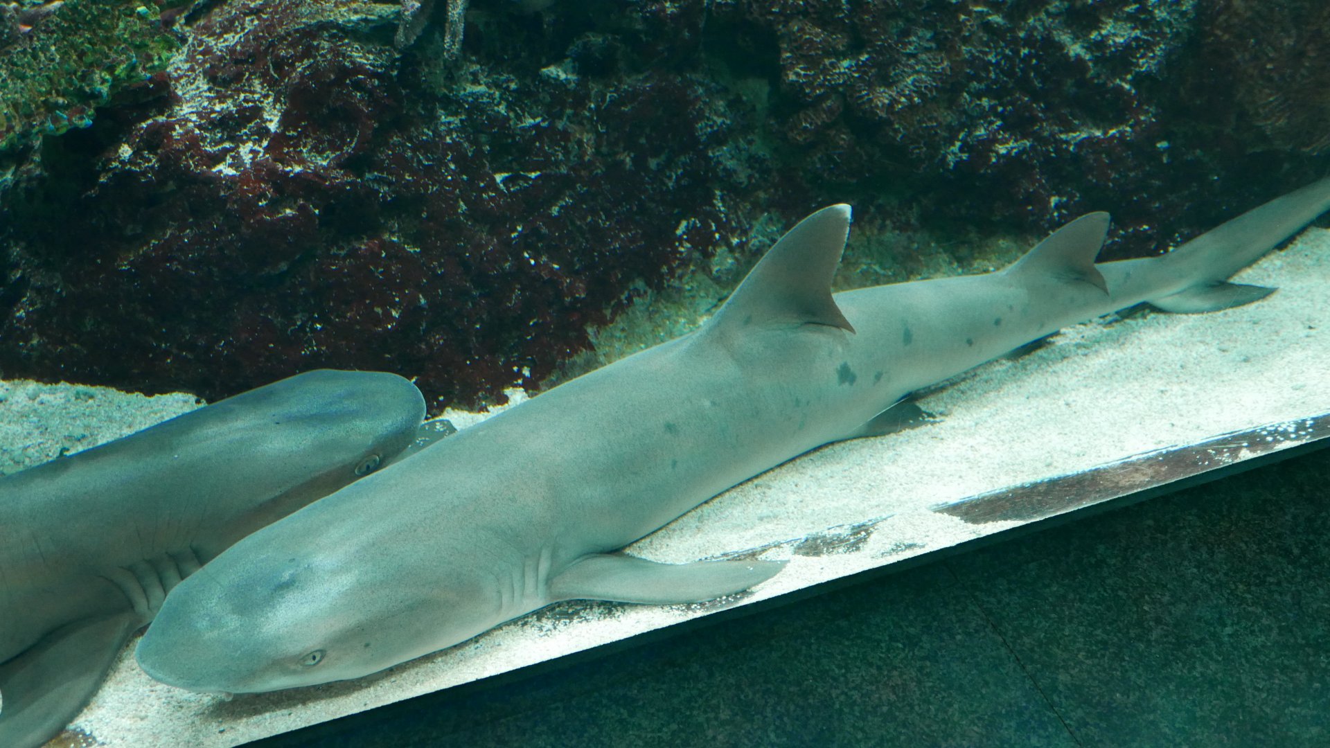 Whitetip Reef Shark