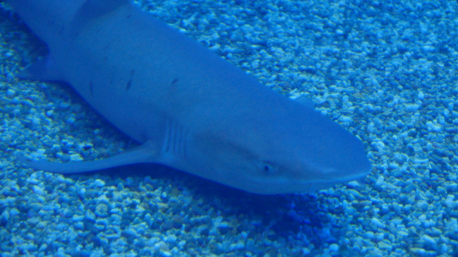 Whitetip Reef Shark