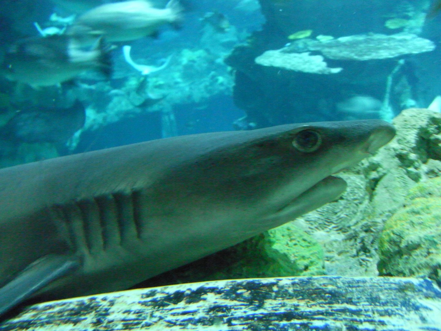 Whitetip Reef Shark