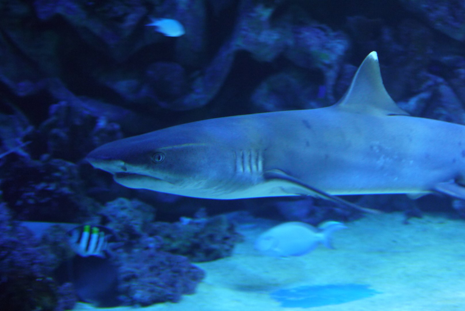Whitetip Reef Shark