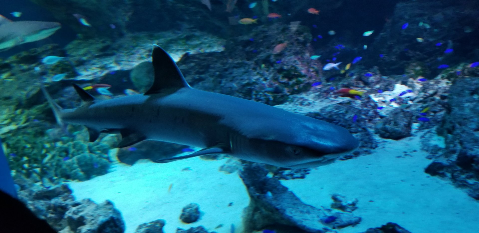 Whitetip Reef Shark