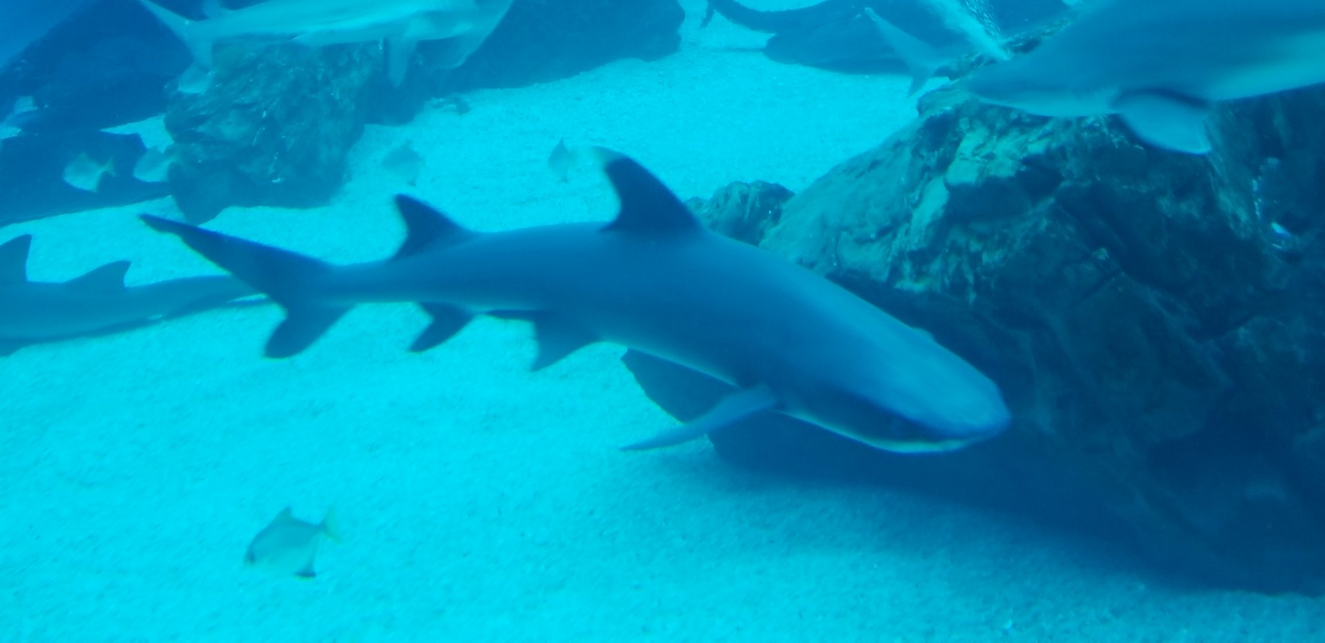 Whitetip Reef Shark