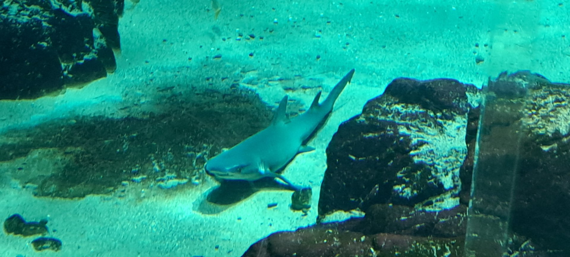 Whitetip Reef Shark