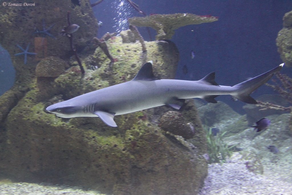 Whitetip Reefshark (Triaenodon obesus)