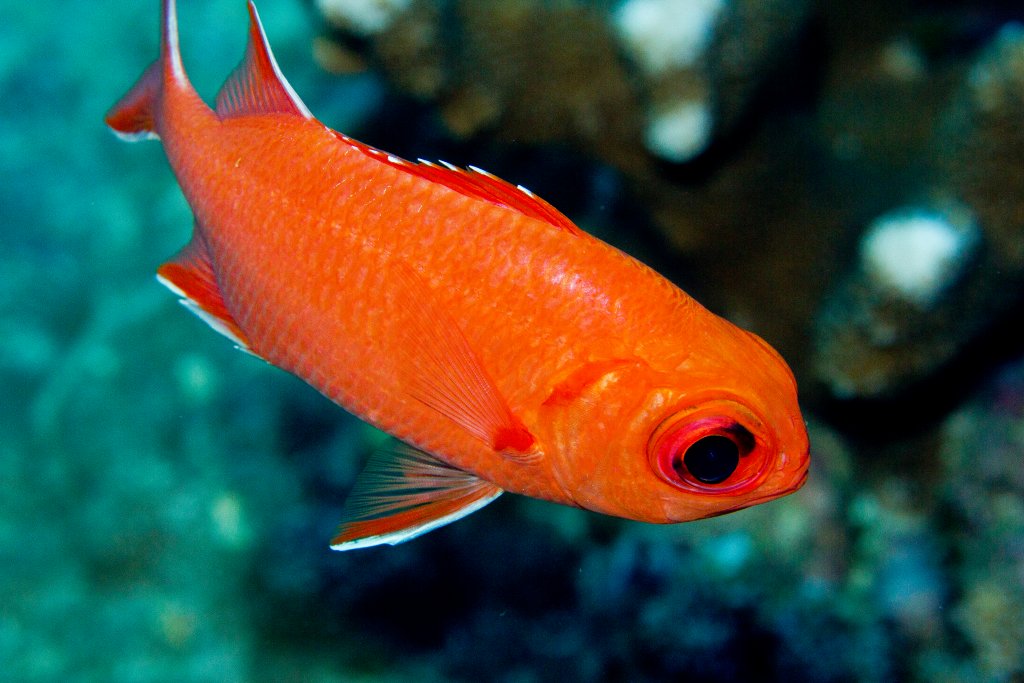 Whitetip Soldierfish