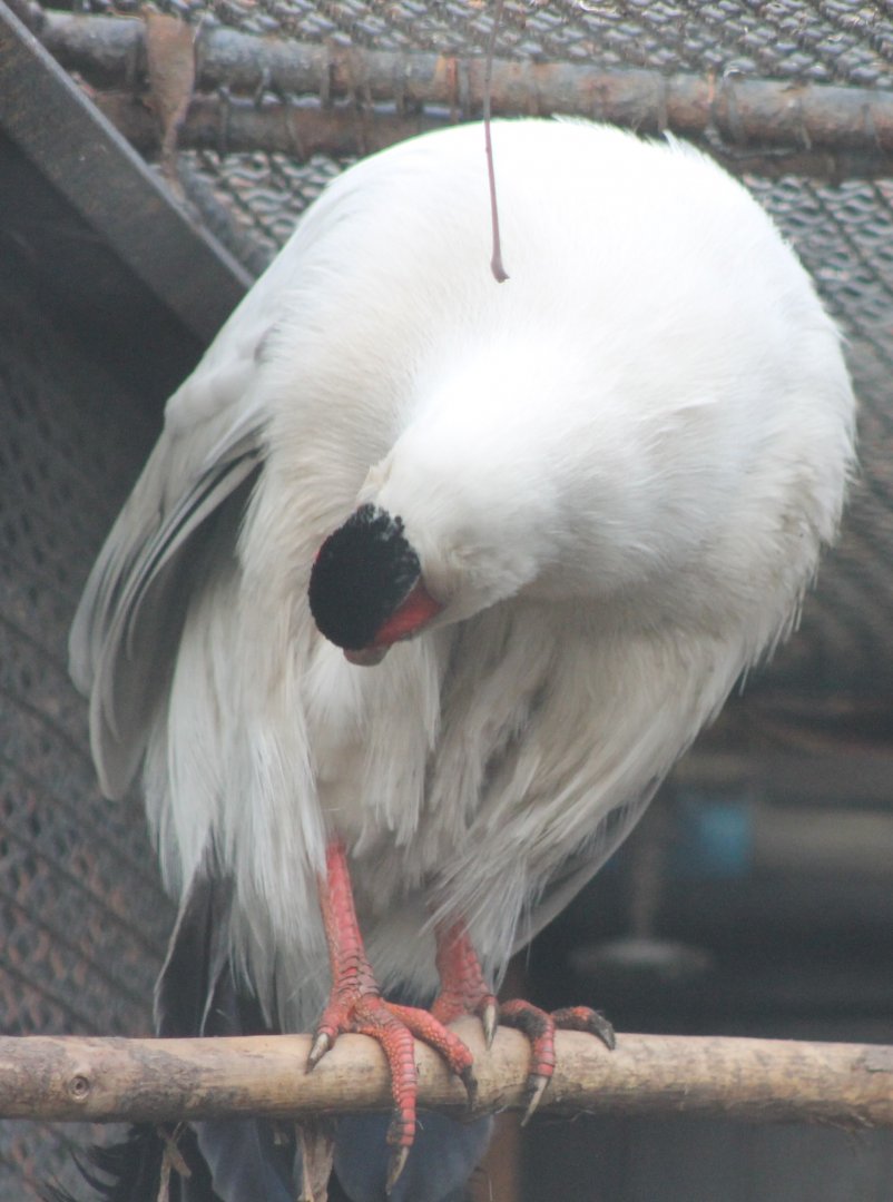 Whith eared pheasant