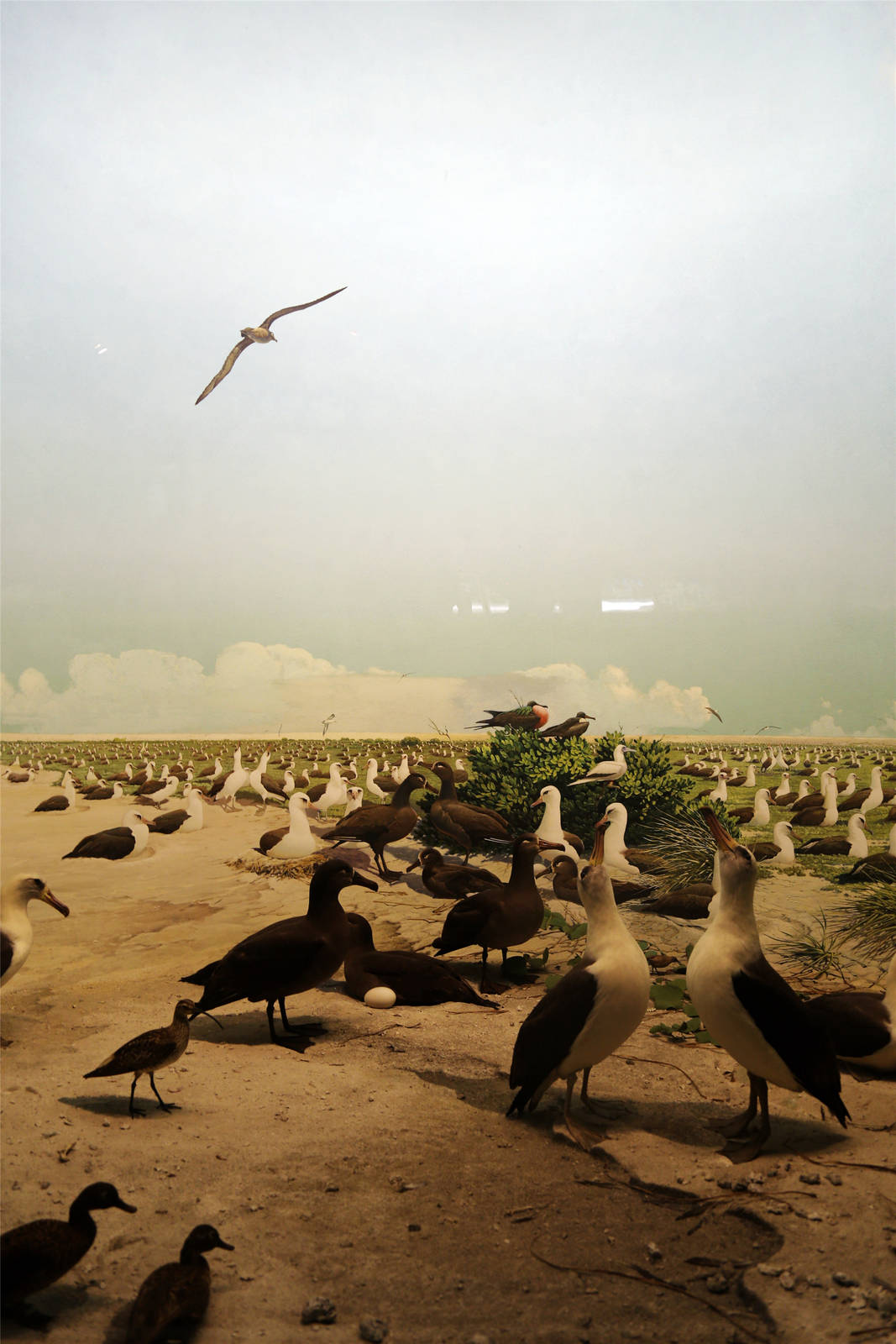 Whitney Hall of Oceanic Birds-Laysan