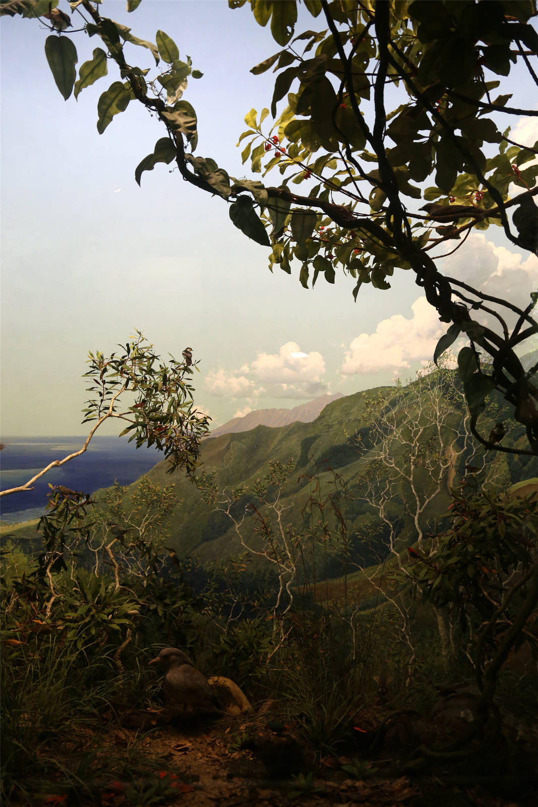 Whitney Hall of Oceanic Birds-New Caledonia