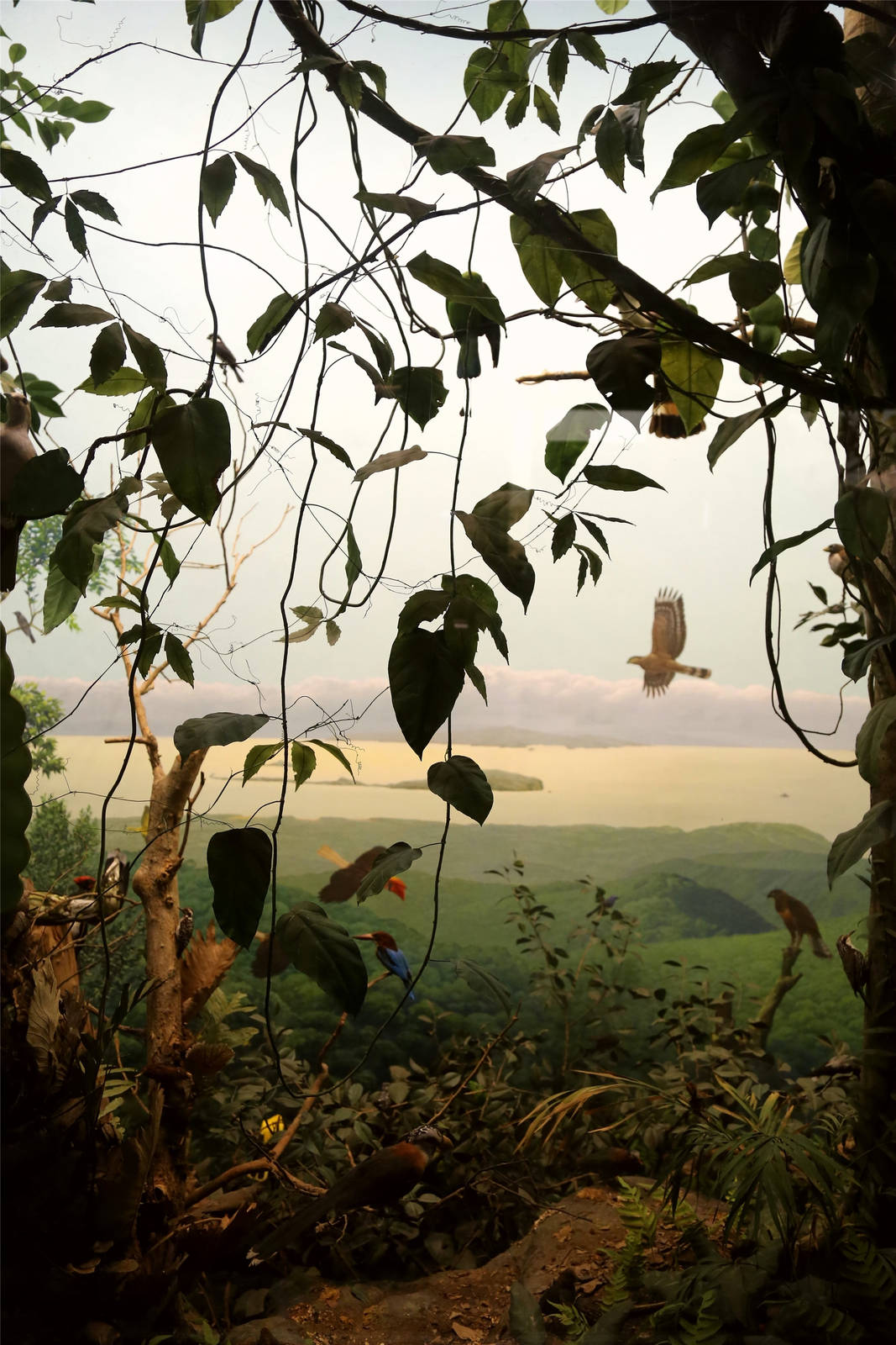 Whitney Hall of Oceanic Birds-Philippine Islands