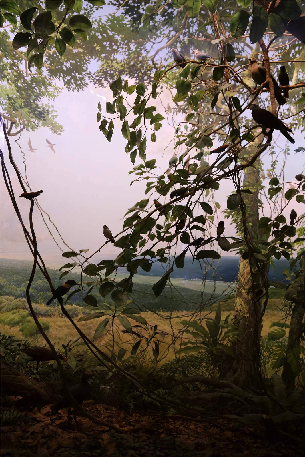 Whitney Hall of Oceanic Birds-Samoan Archipelago