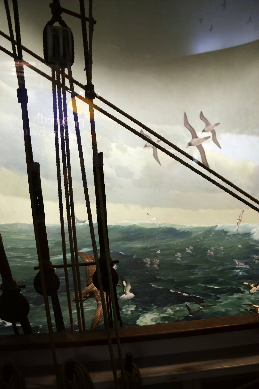 Whitney Hall of Oceanic Birds-Ship Followers