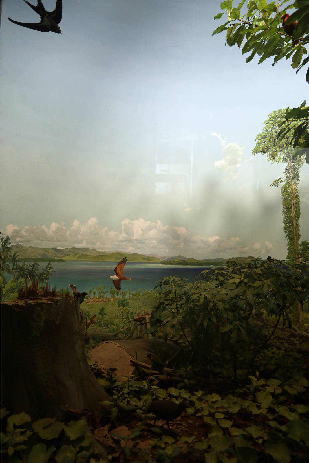 Whitney Hall of Oceanic Birds-Solomon Archipelago