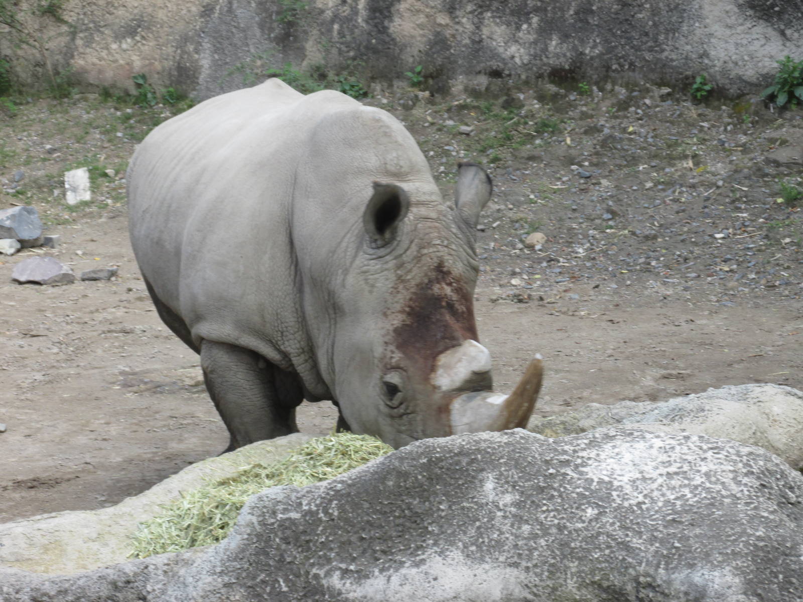 whito rhinoceros axel guadalajara zoo