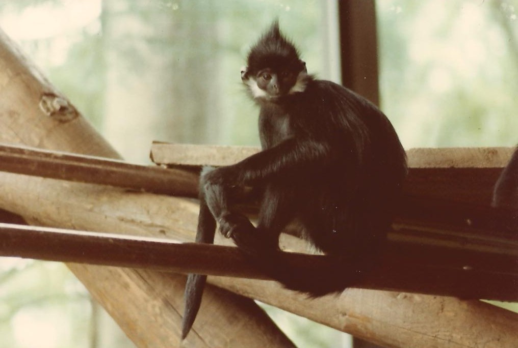 Whittier Southeast Asian Exhibits 1983 - Francois' Langur in Monkey Hou