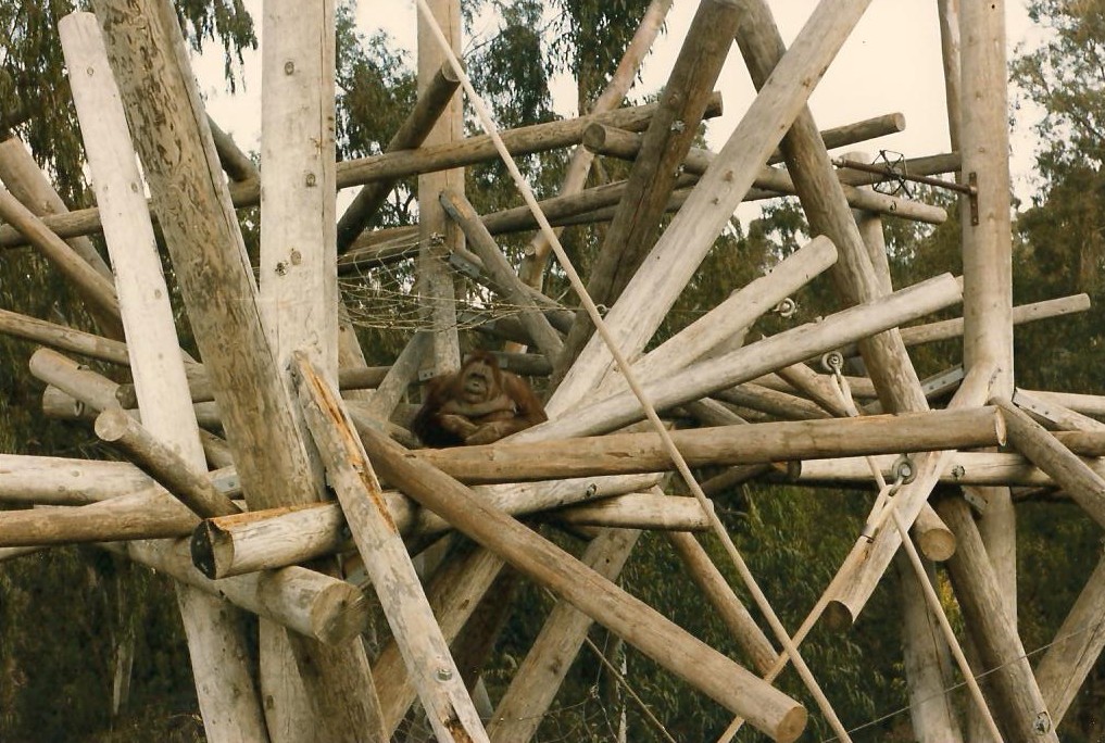 Whittier Southeast Asian Exhibits 1983 - Orangutan Exhibit