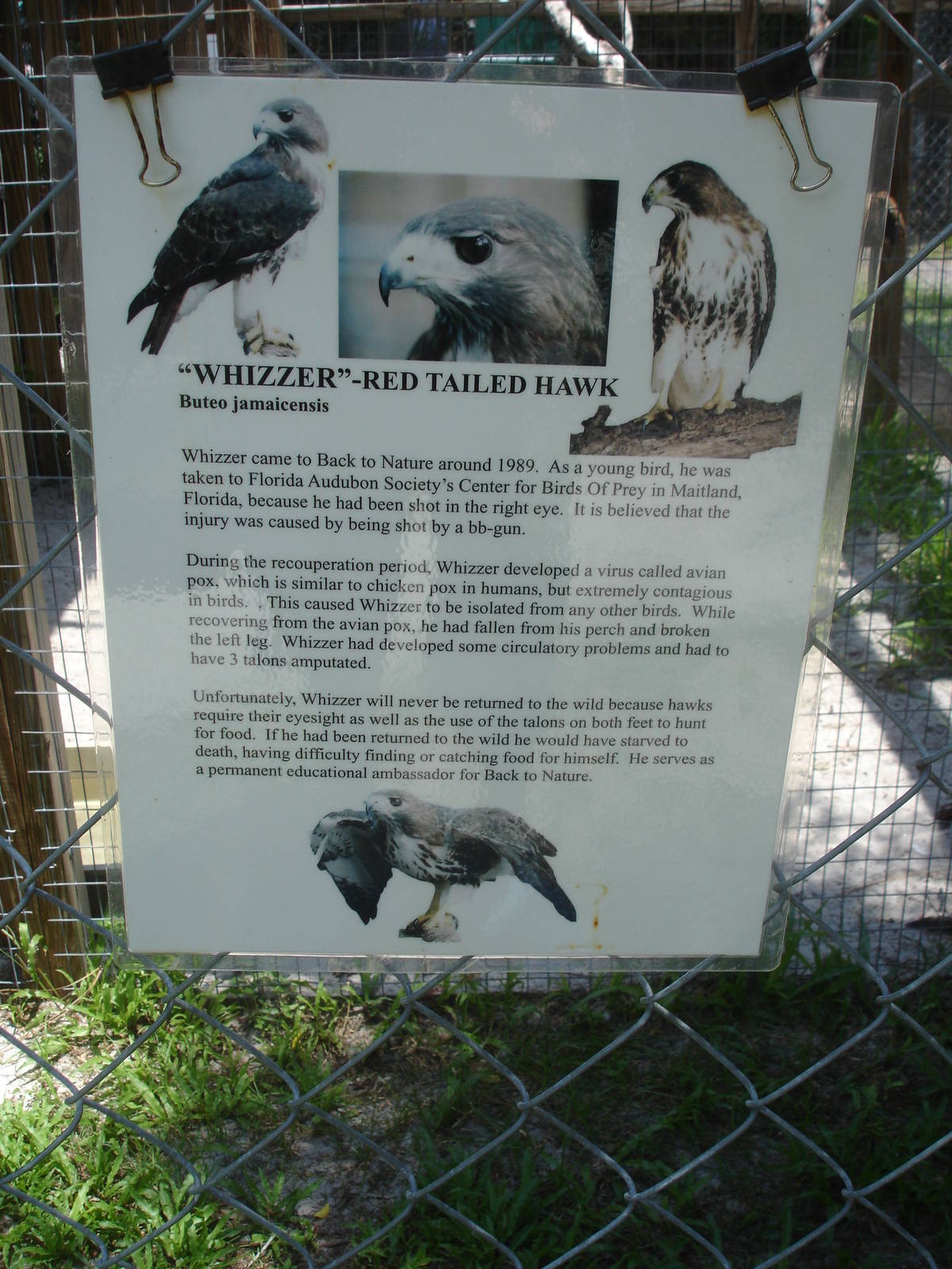 Whizzer, the Red Tailed Hawk story sign