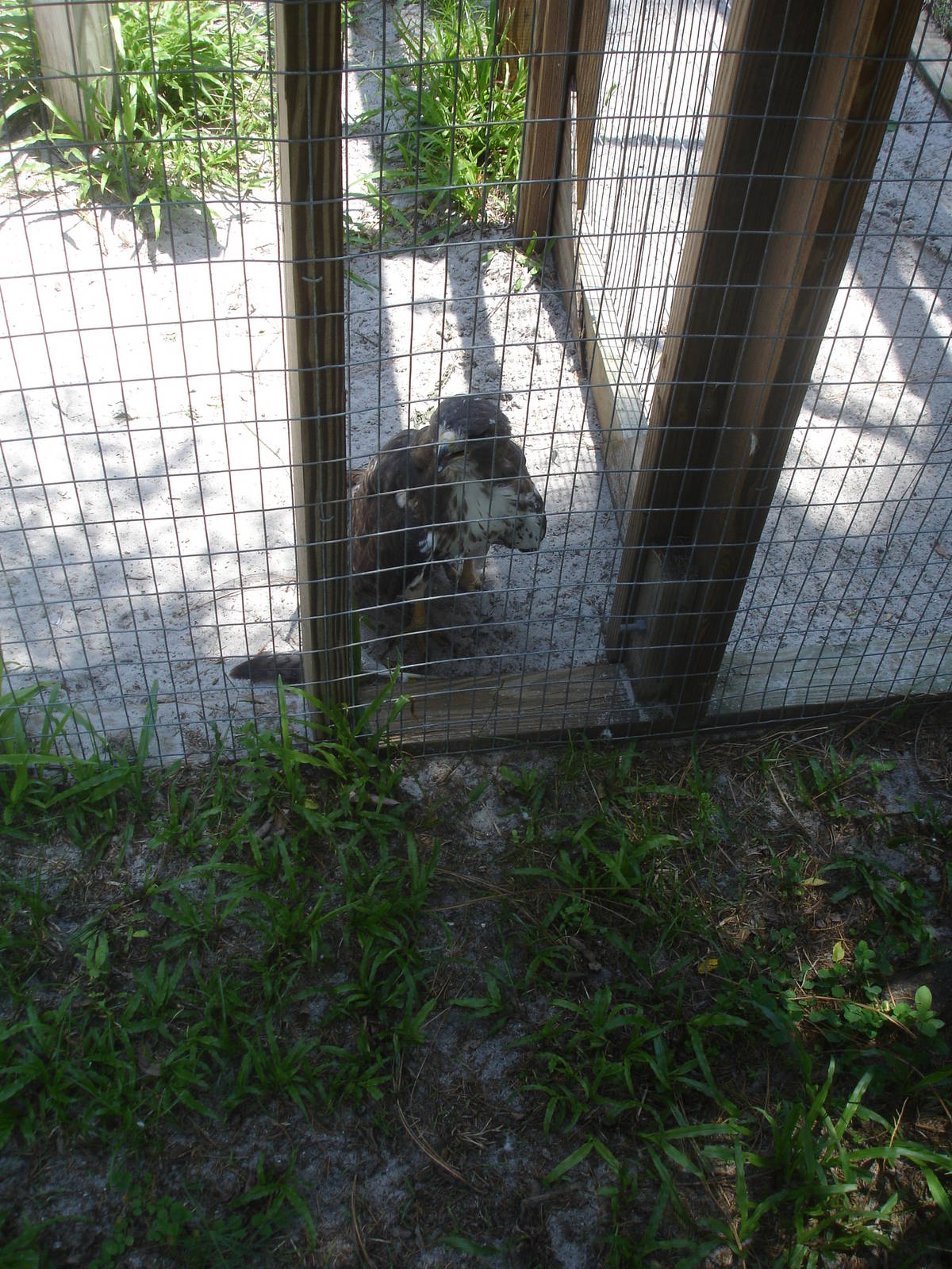 Whizzer, the Red Tailed Hawk