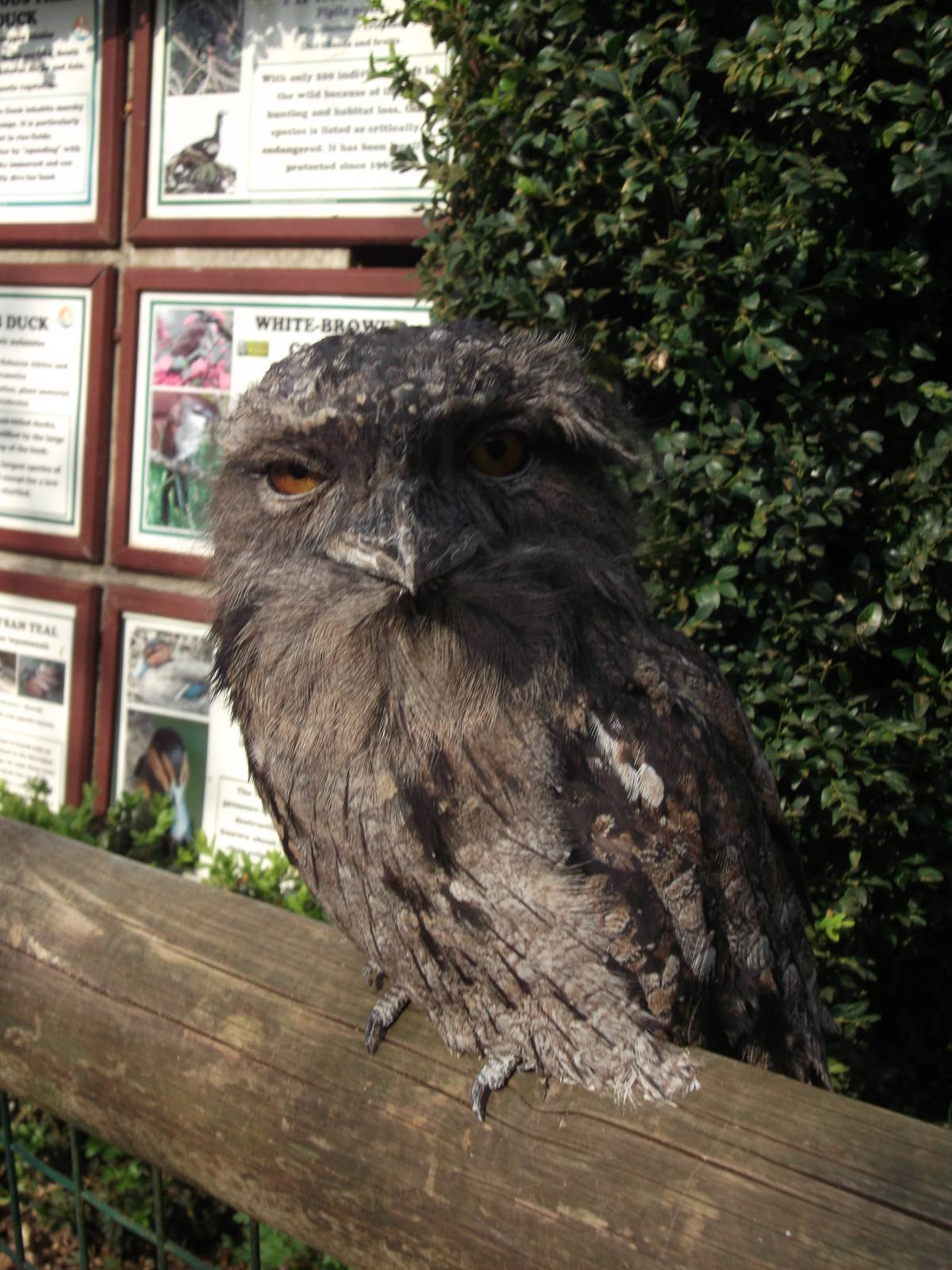 Who are you looking at ?