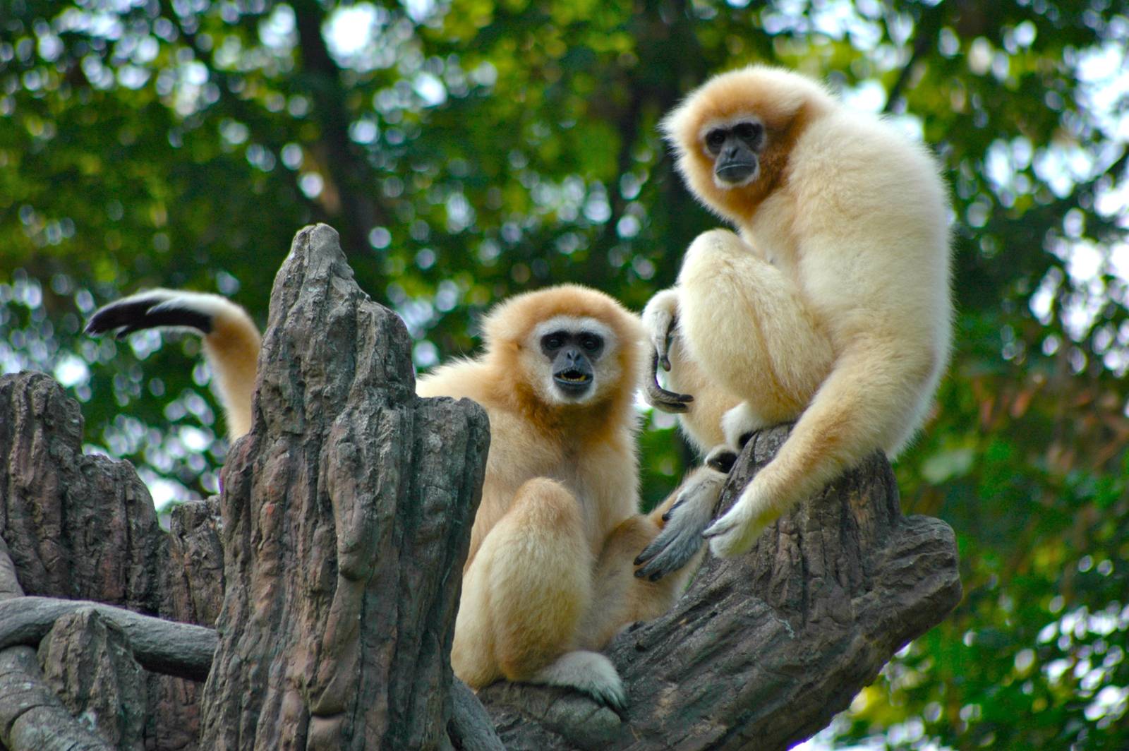 Who doesn't love Gibbons?