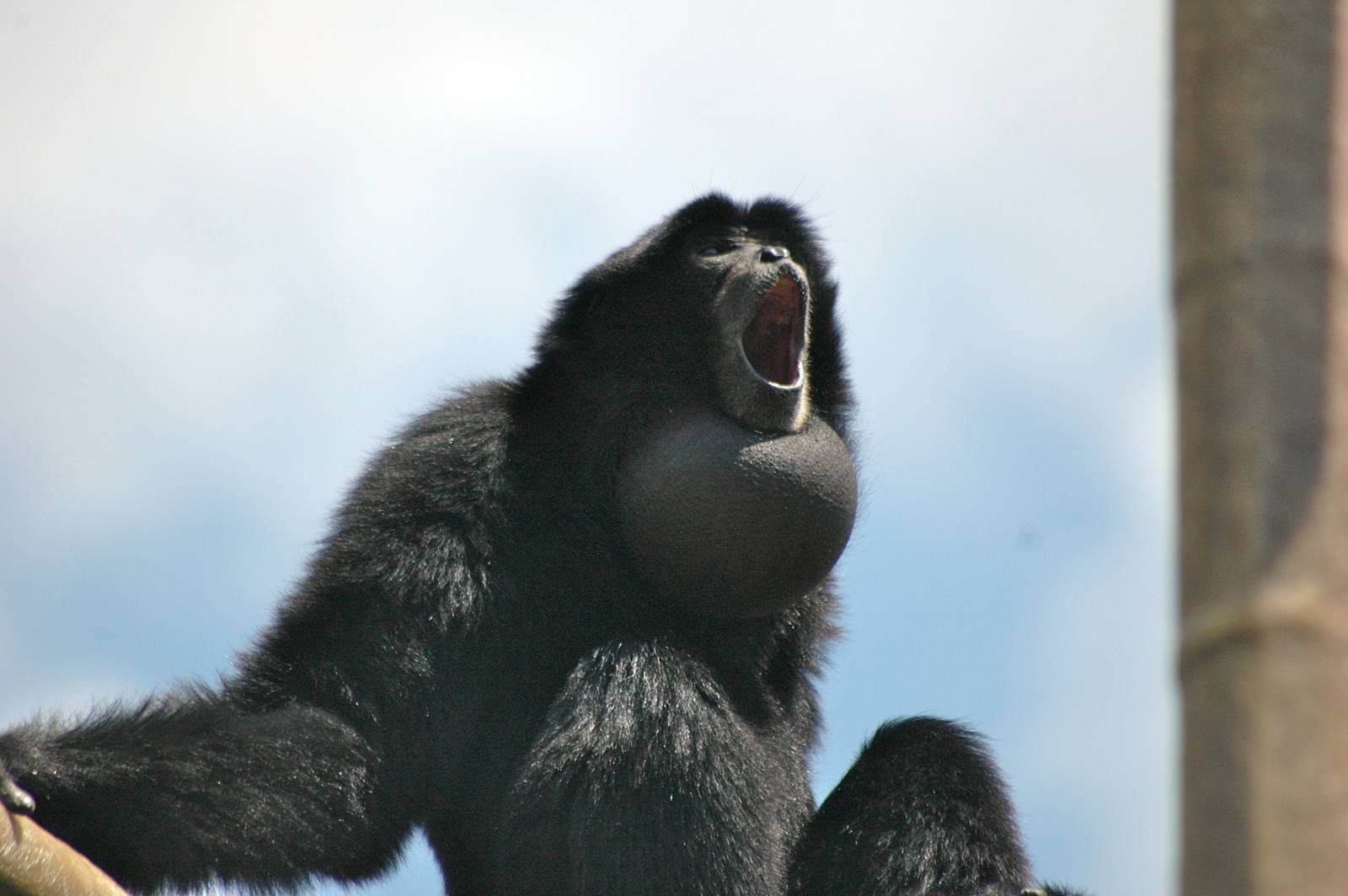 Who doesn't love Gibbons?