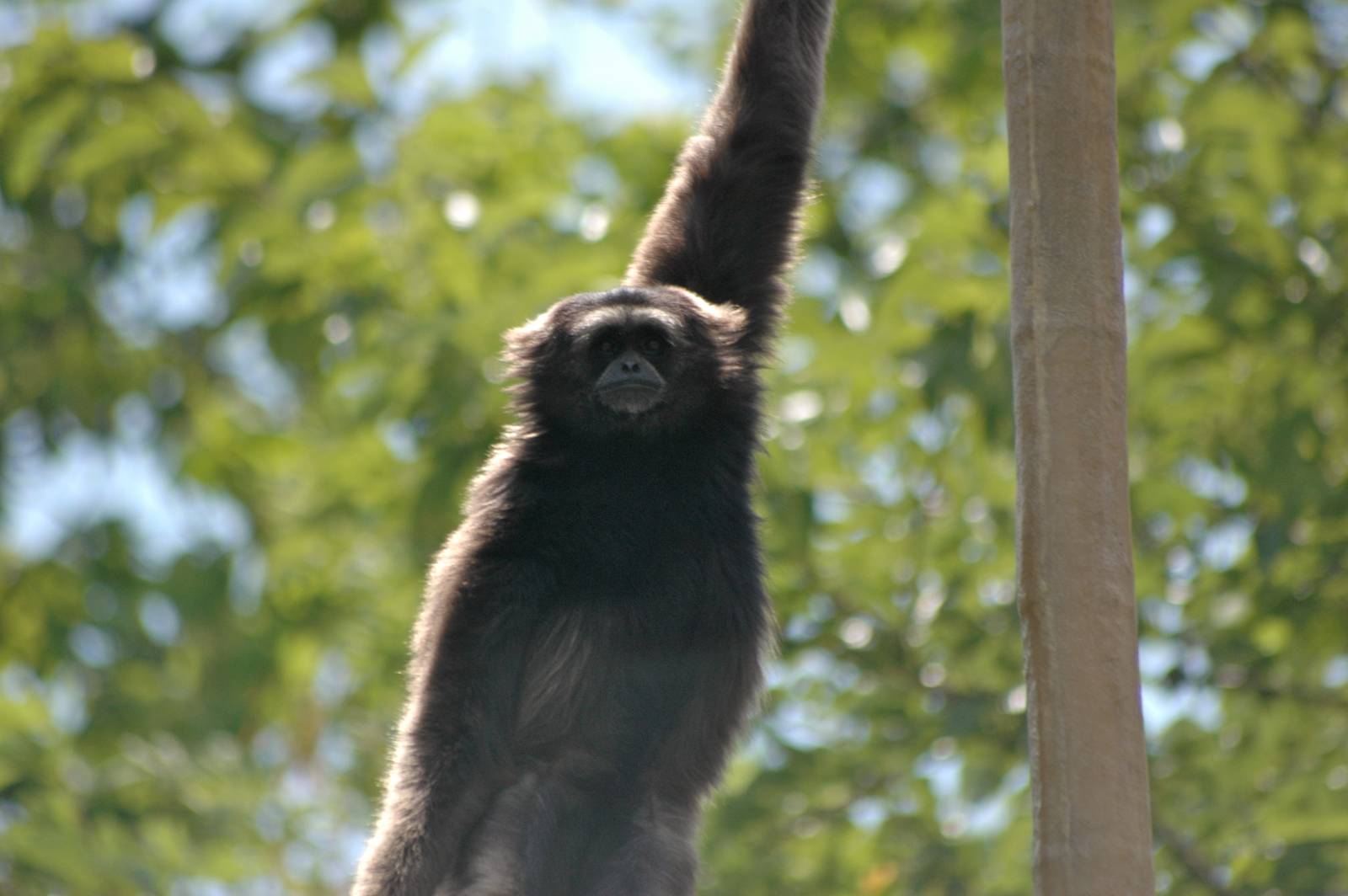 Who doesn't love Gibbons?