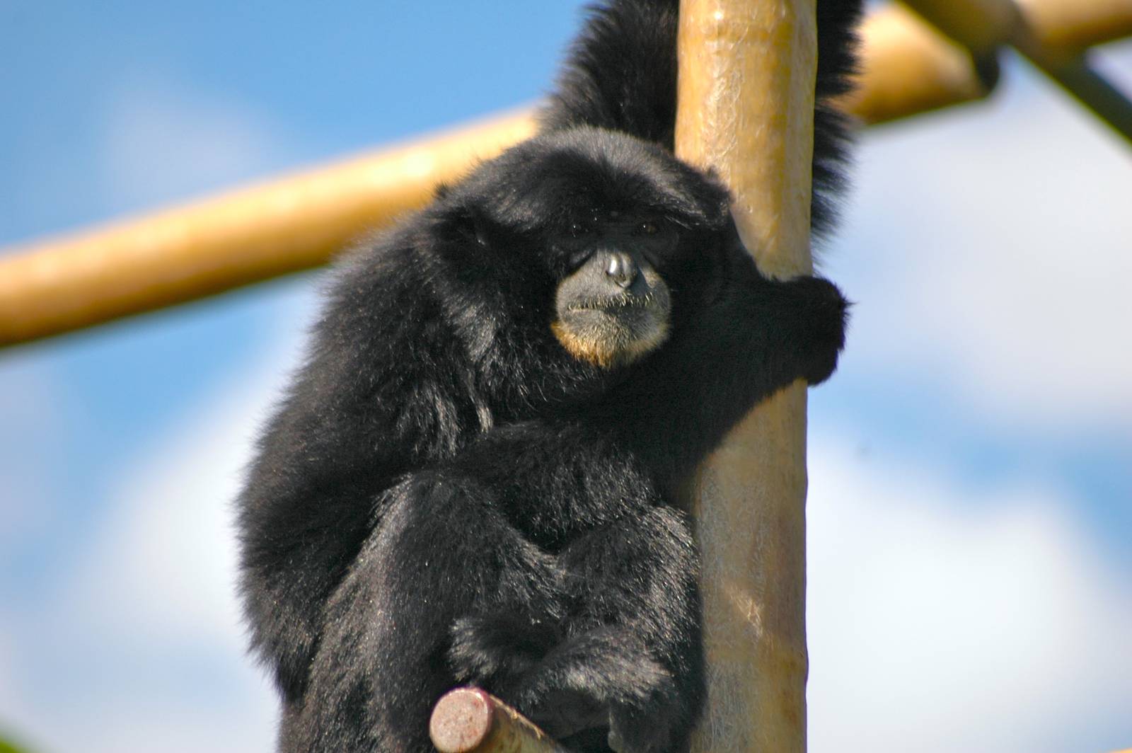 Who doesn't love Gibbons?