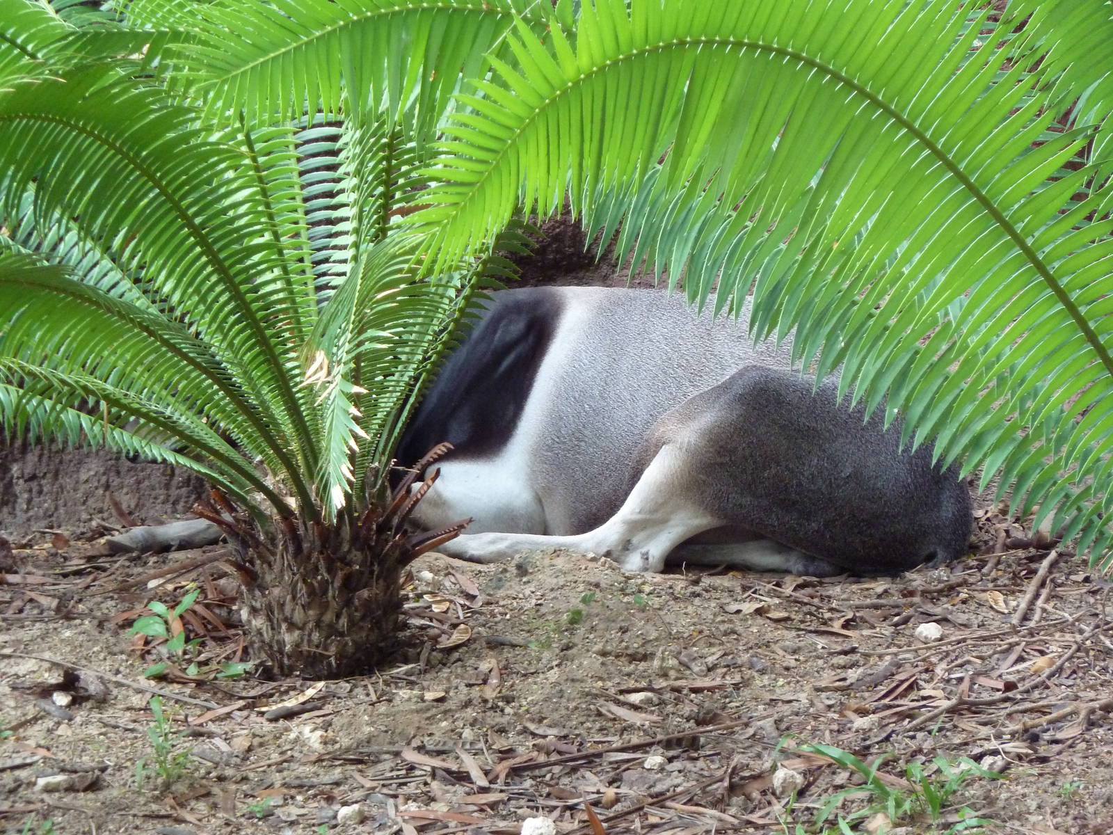 Who Is Hiding There?