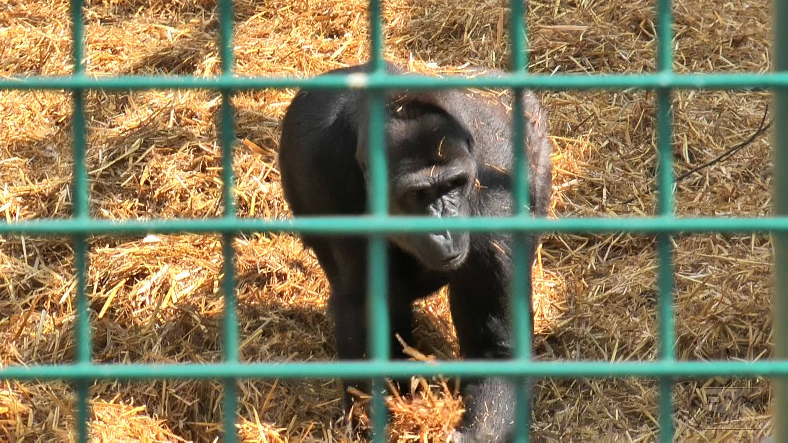 who knows the Howletts gorillas by name?