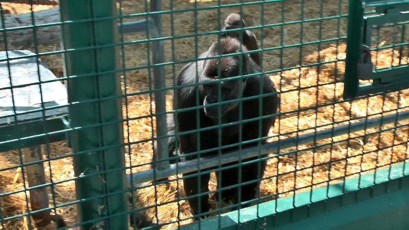 who knows the Howletts gorillas by name?