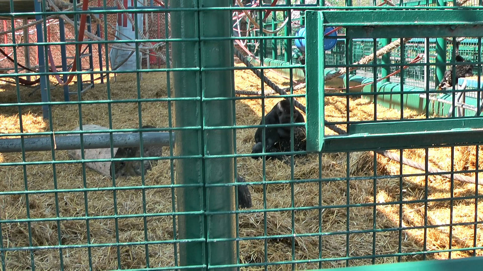 who knows the Howletts gorillas by name?