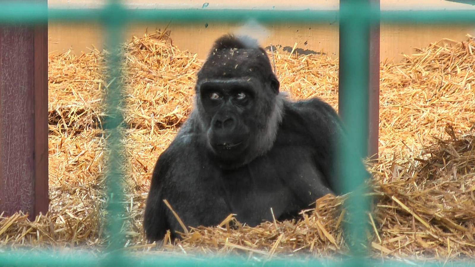 who knows the Howletts gorillas by name?