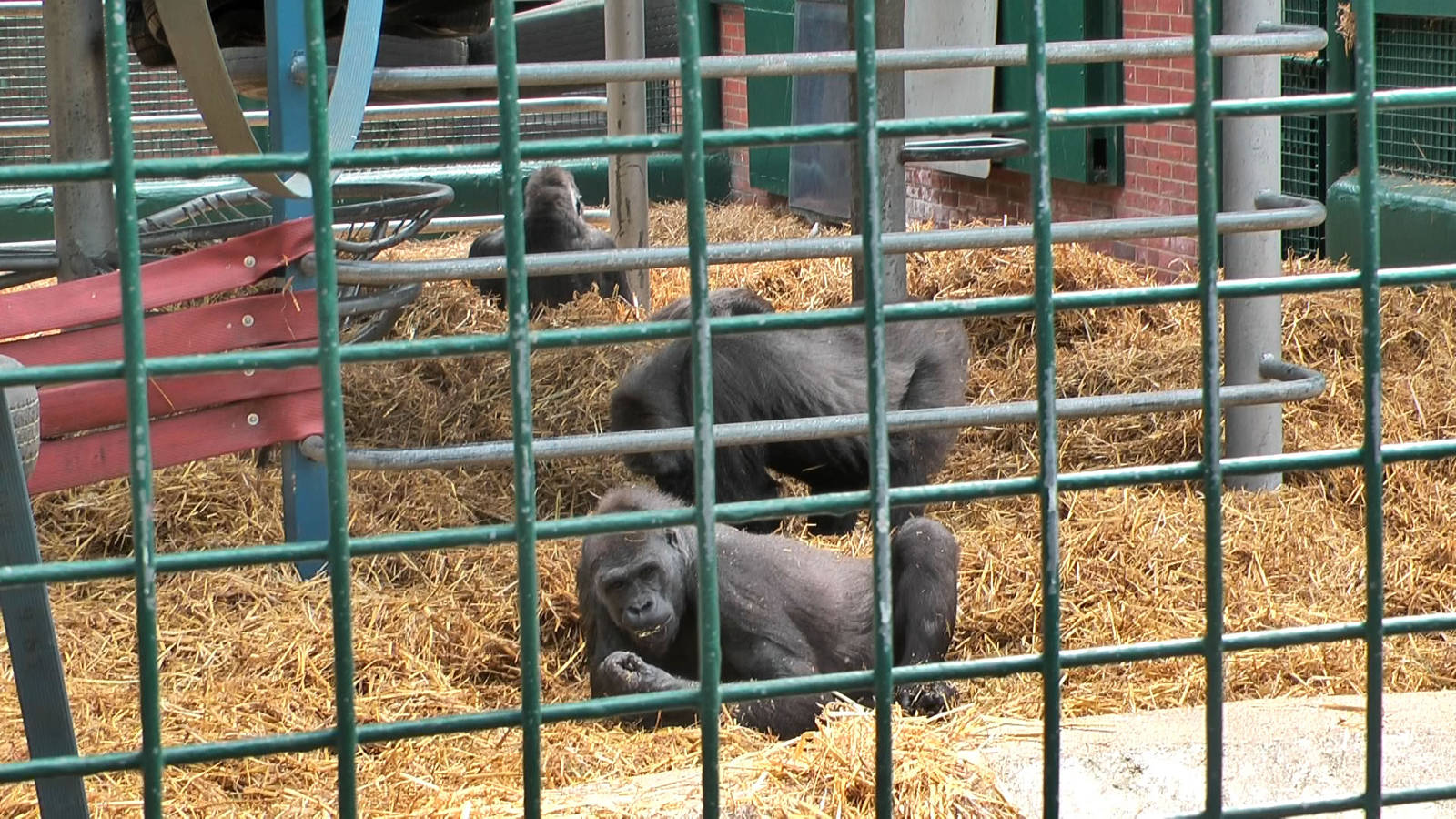 who knows the Howletts gorillas by name?