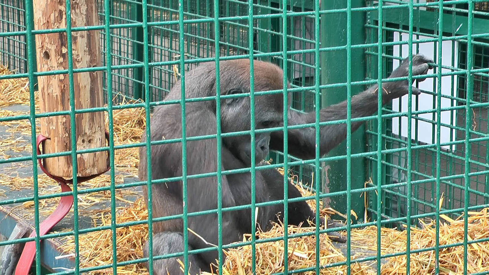 who knows the Howletts gorillas by name?