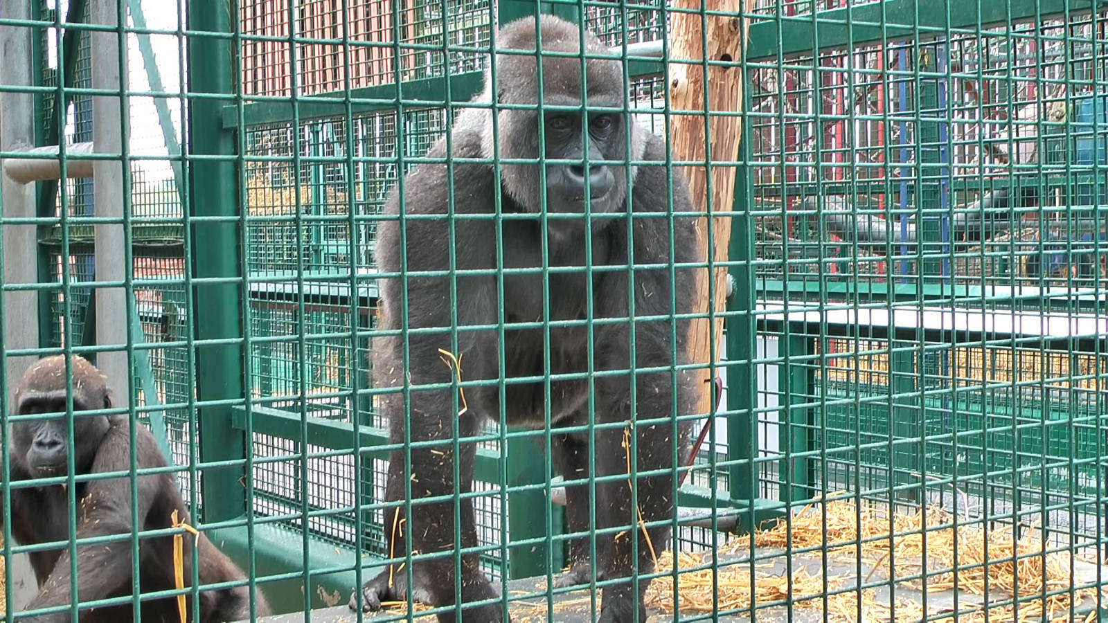 who knows the Howletts gorillas by name?